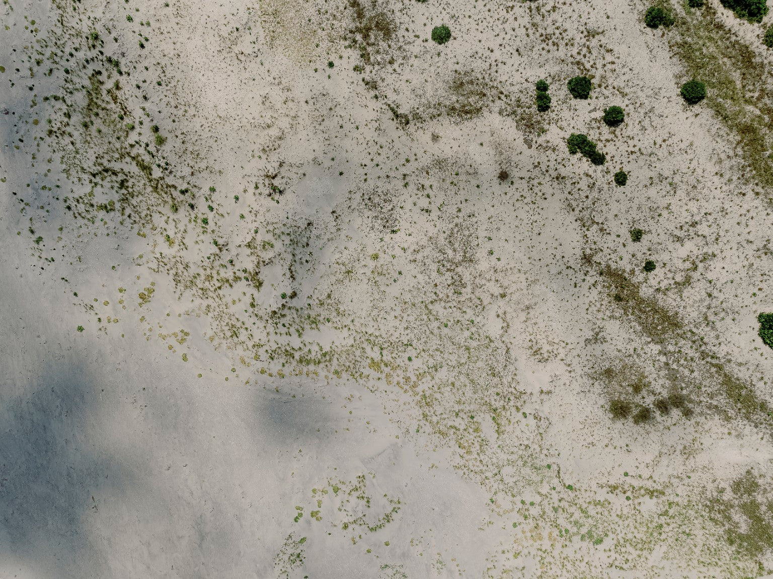 Aerial fine art photograph of South Jersey coastal dunes, sand and natural beach vegetation
